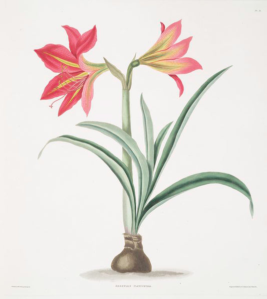 Amryllis platypetala.