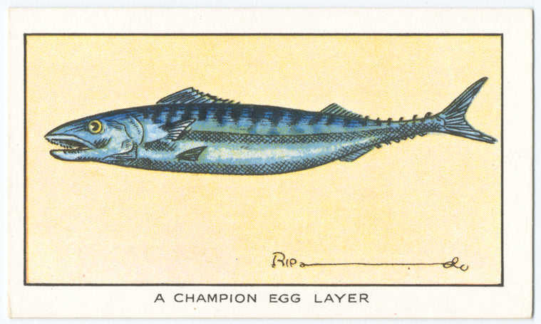 A champion egg layer