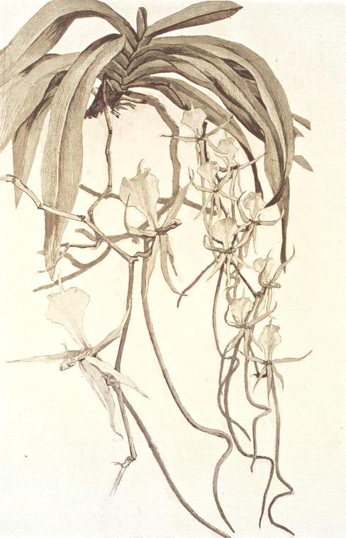 Listrostachys caudata, an epiphytic orchid of Westren Africa (1/3 nat. size)