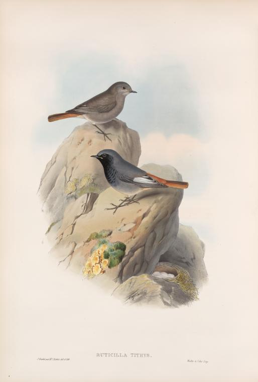 Ruticilla tithys. Black Redstart.