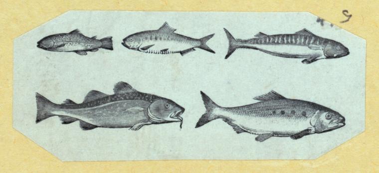 Scrap Book, Volume 6, p.19