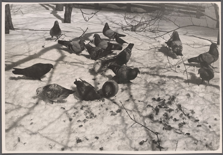 Pigeons in snow, NYC.