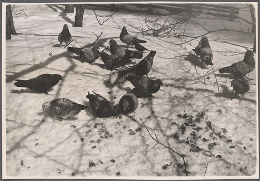 Pigeons in snow, NYC.