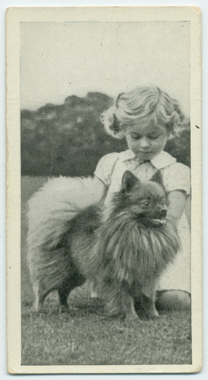 The Pomeranian