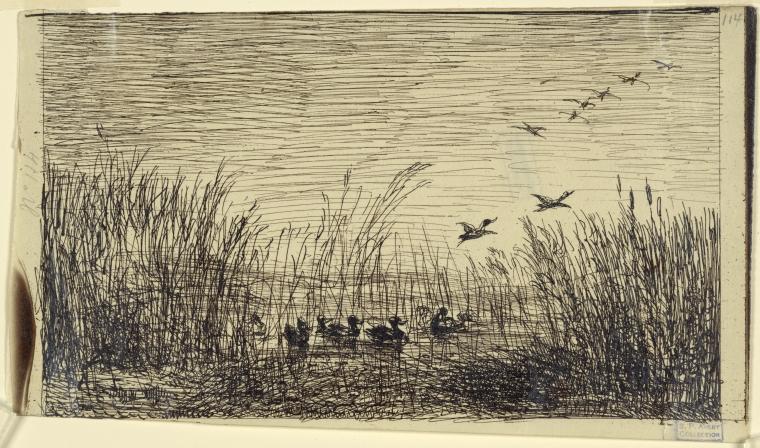 Le marais aux canards