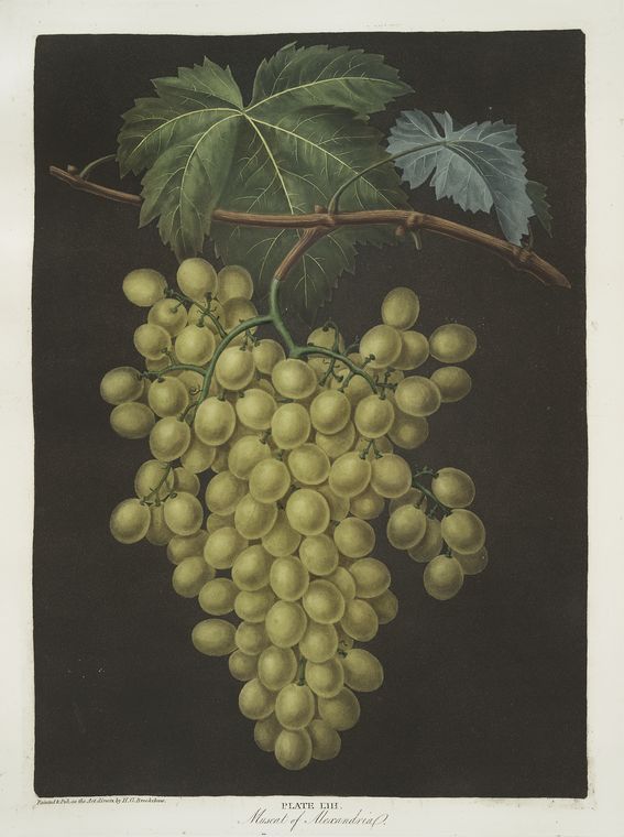 Muscat of Alexandria (grapes).