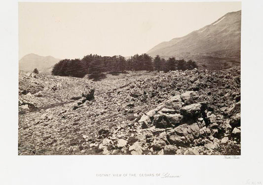 Distant view of the cedars of Lebanon
