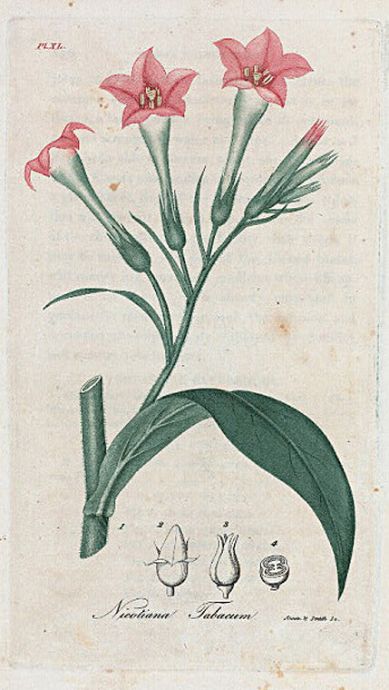Nicotiana tabacum. (Tobacco).