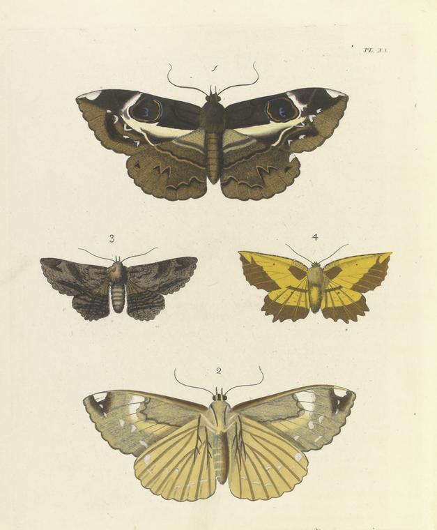 1. 2. Erebus Crepuscularis? 3. Noctua Lunata; 4. Geometra (Angerona) Serrata.