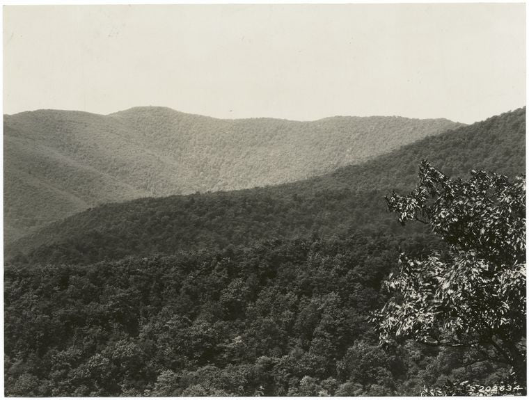 Scene on the Shenandoah National Forest, Virginia.