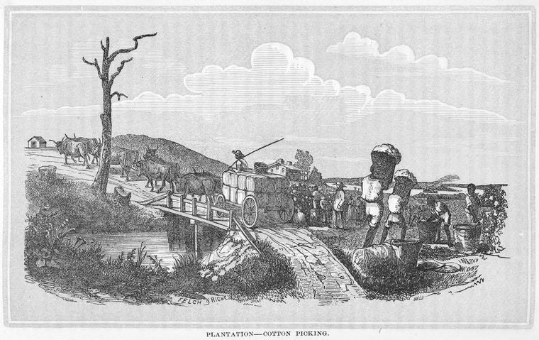 Plantation ; Cotton picking