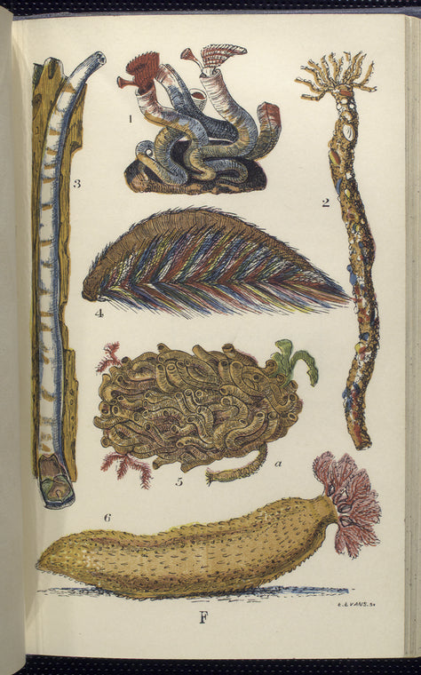 1. Serpula contortuplicata; 2. Tube of Terebella; 3. Teredo navalis, Shipworm; 4. Aphrodite, or Halithea aculeata, Sea-mouse; 5. Sabella; 6. Holothuria, Sea-cucumber