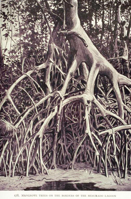 Mangrove trees on the borders of the Mesurado lagoon