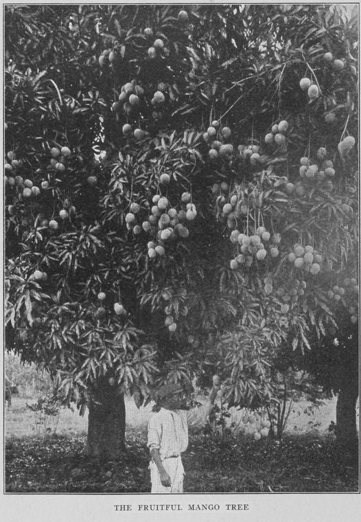 The fruitful mango tree.
