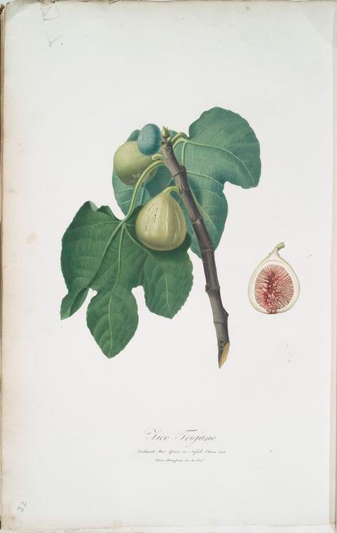 Fico Trojano. [Fico Troiano ; Fig]
