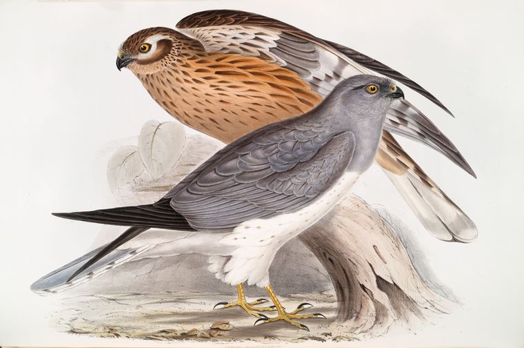 Hen Harrier