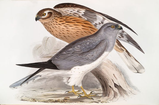 Hen Harrier