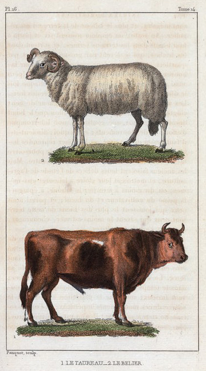 1. Le Taureau. 2. Le Belier.