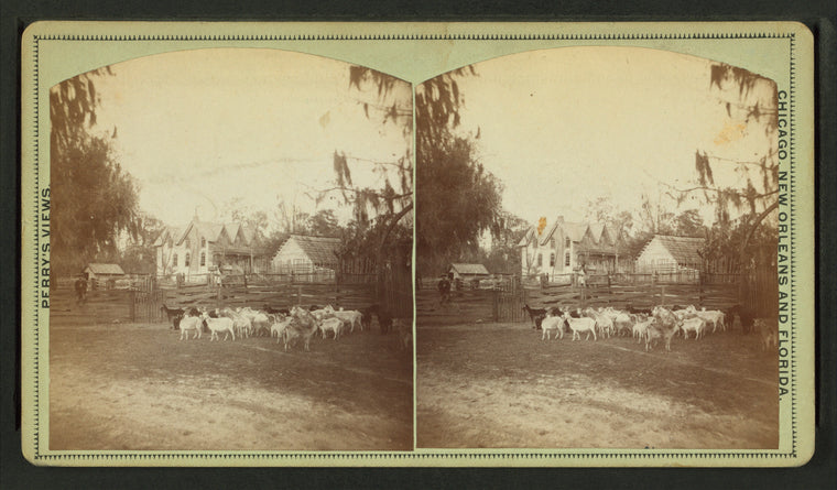 Herd of goats on a farm near Tallahassee, Fla.