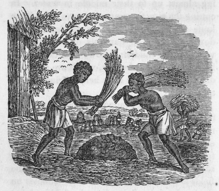 The mode of threshing.  Continued until the grain is separated from the straw