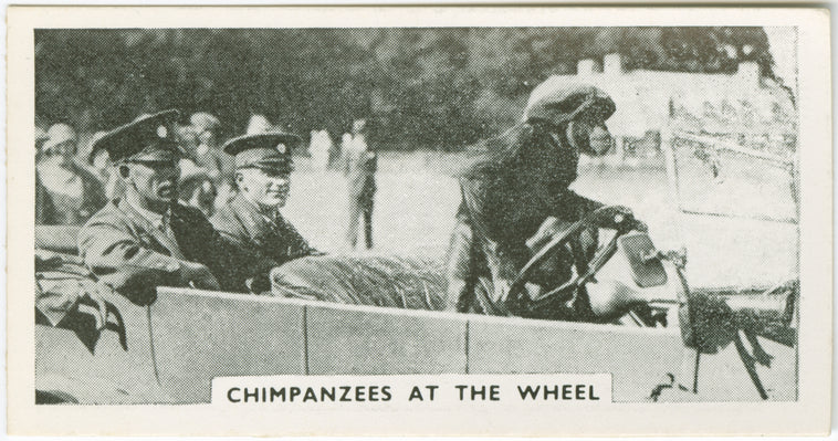 Chimpanzees at the wheel.