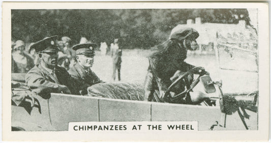 Chimpanzees at the wheel.
