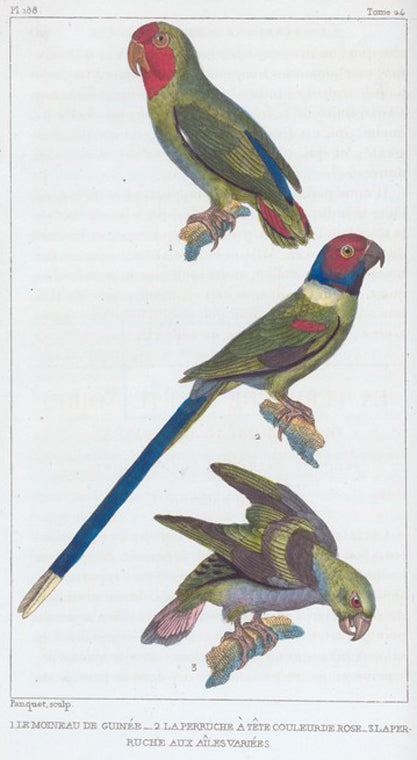 1. Le moineau de Guinée; 2. la perruche à tête couleur de rose; 3. la perruche aux aîles variées.