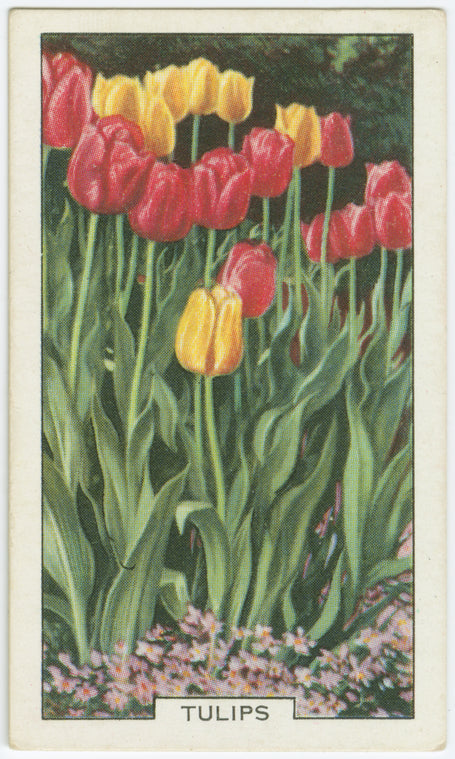 Tulips.