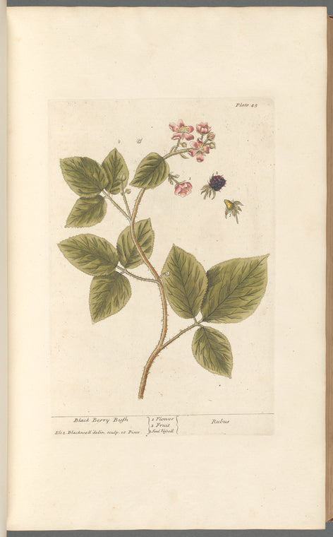 Black berry bush