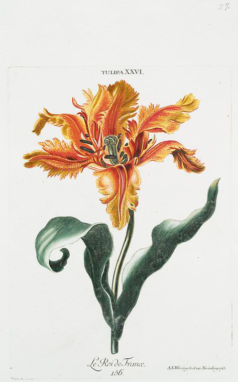 Tulipa XXVI 'Le Roi de France'. [Tulip XXVI]