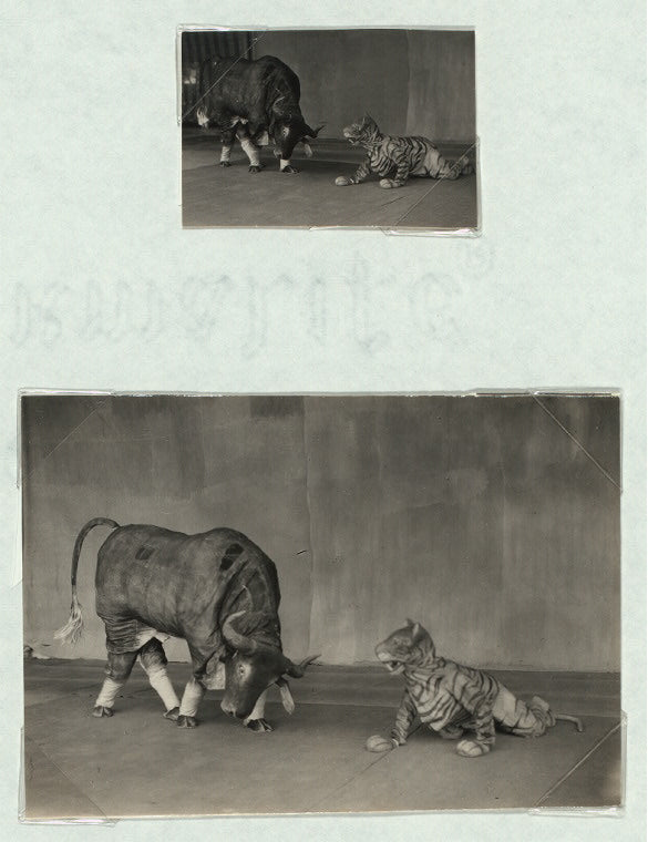Java - Wayang Wong: Arjuna Wiwaha. Istana, Mangkunagaran, Surakarta.: Tiger and buffalo in Wayang wong