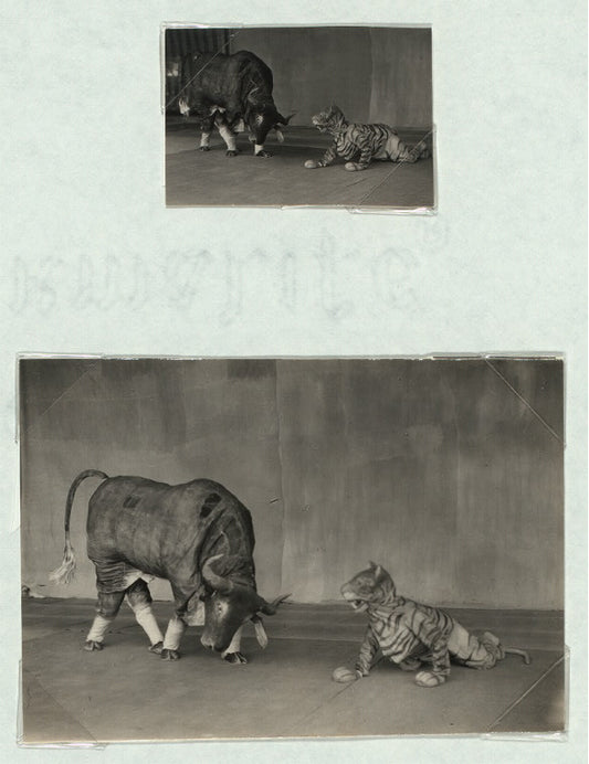 Java - Wayang Wong: Arjuna Wiwaha. Istana, Mangkunagaran, Surakarta.: Tiger and buffalo in Wayang wong