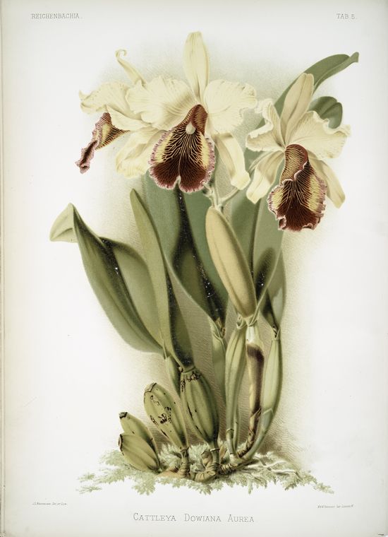 Cattleya dowiana aurea.