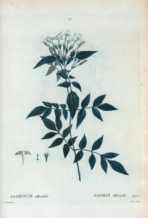 Jasmin officinale = Jasmin officinal.