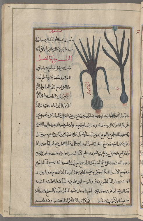 Garlic (Allium sativum), thûm. Two varieties are shown