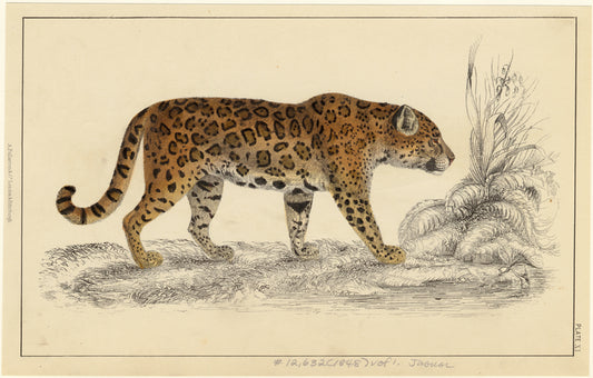 Jaguar