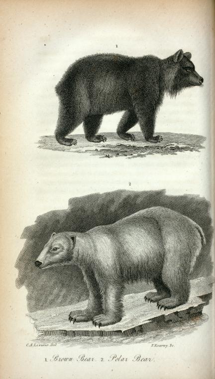 1. Brown Bear; 2. Polar Bear.