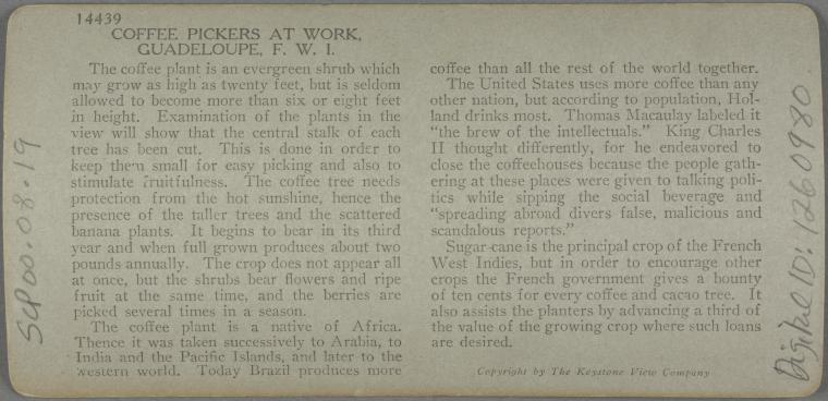 Coffee pickers at work, Planatation Scene in Guadeloupe, French West Indies