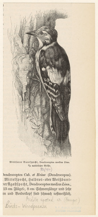 Mittlerer buntspecht, Dendrocoptes medius Linn