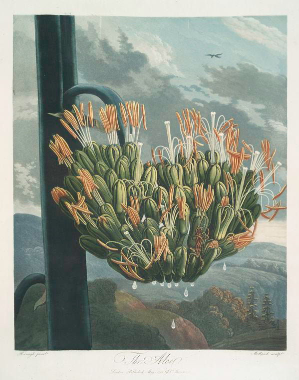 The aloe.