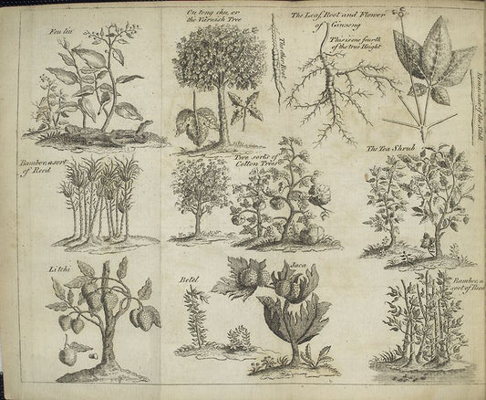 Fou lin; ou tong chu or the varnish tree; the leaf, root and flower of ginseng; bamboo, a sort of reed; two sorts of cotton trees; the tea shrub; li tchi; betel; jaca.