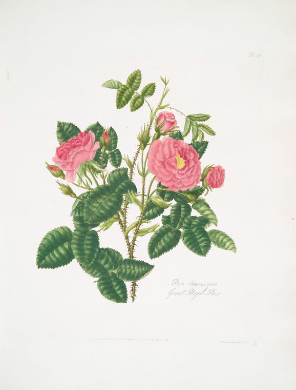 Rosa damascena