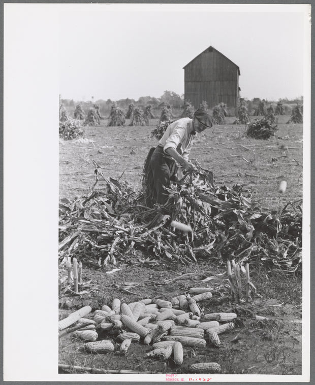 Husking corn, Camden County, New Jersey