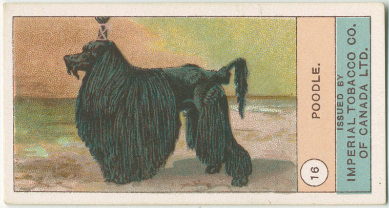Poodle.