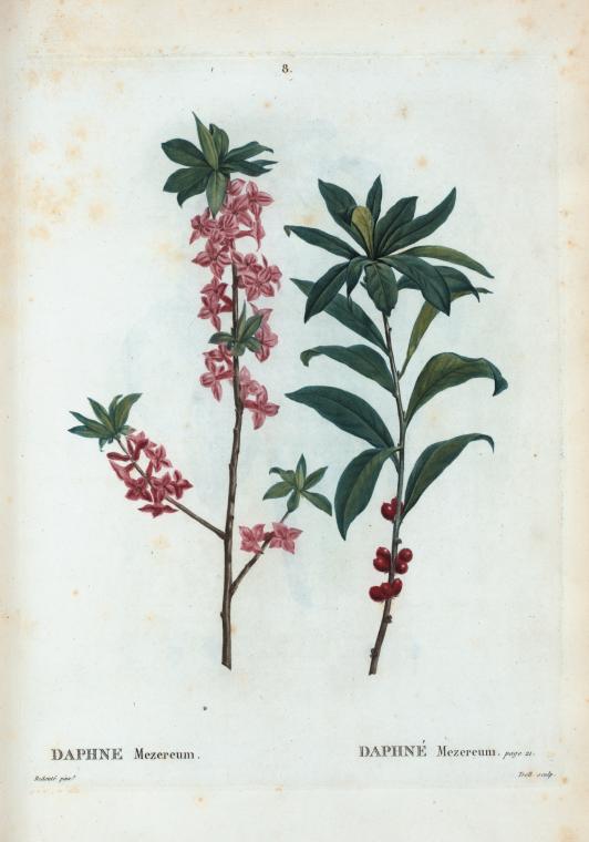 Daphne Mezereum = Daphné Mezereum. [Daphne, spurge laurel, February daphne]