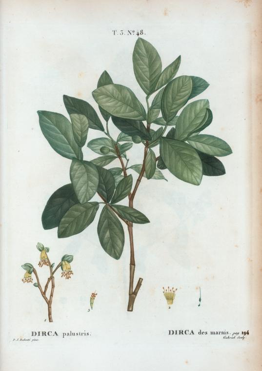 Dirca palustris = dirca des marais. [Leatherwood or Moosewood]