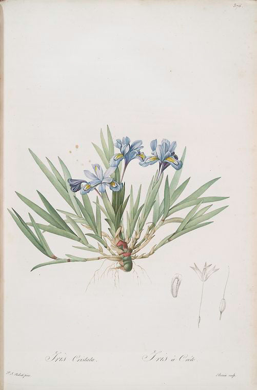 Iris cristata