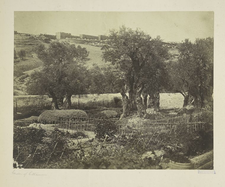 Garden of Geths[amane]