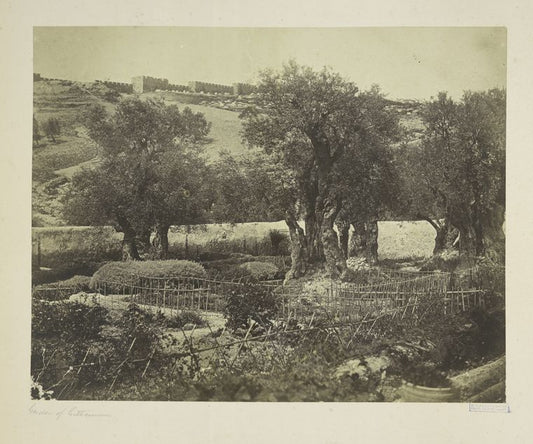 Garden of Geths[amane]