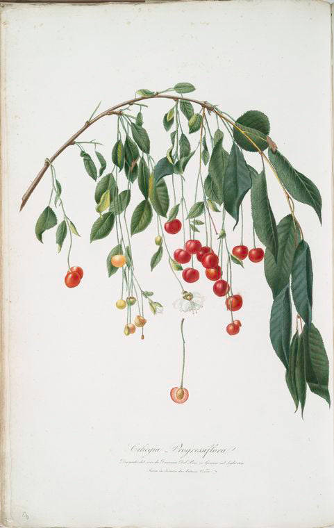 Ciliegia Progressiflora. [Cerasus visciola ; Visciola Cherries]